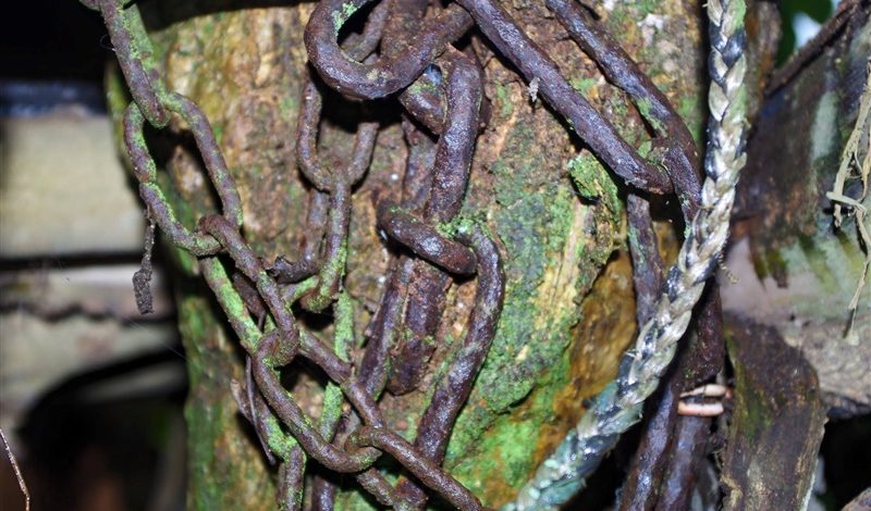 Symbole de l'amitié - Arbre