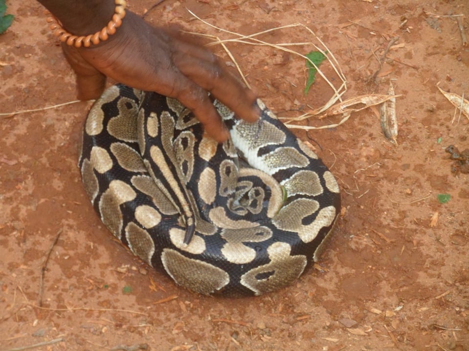 Reptiles - Serpents rois